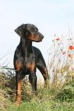 DOBERMANN 054